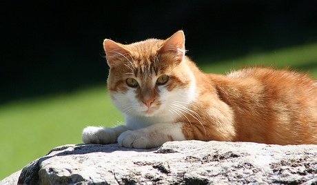 Schrödingerova mačka (aka kocúr Macík)