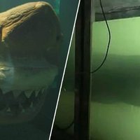 Rosie The Dead Great White Shark Abandoned In Aquarium Finds New Home ...  