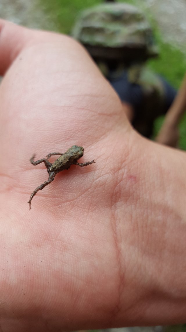 Mini žabka :)