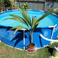 Kokosová palma 15.7.2016