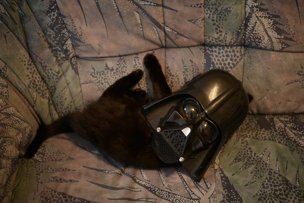 ,,Draw me like one of your Darth Kittens...