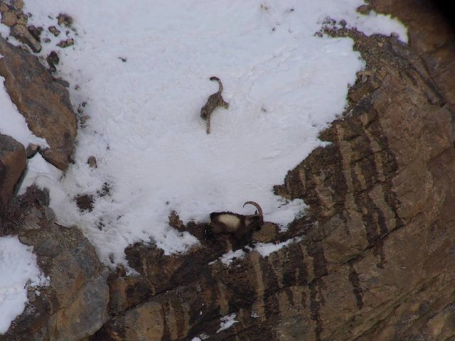 Vzácne zachytená scéna - kozorožec zahnaný snežným leopardom na okraj priepasti.....