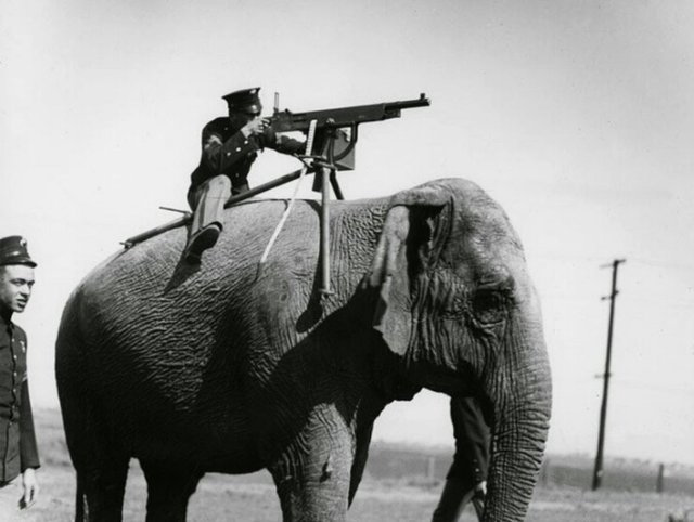 Slon s guľometom na chrbte, 1914