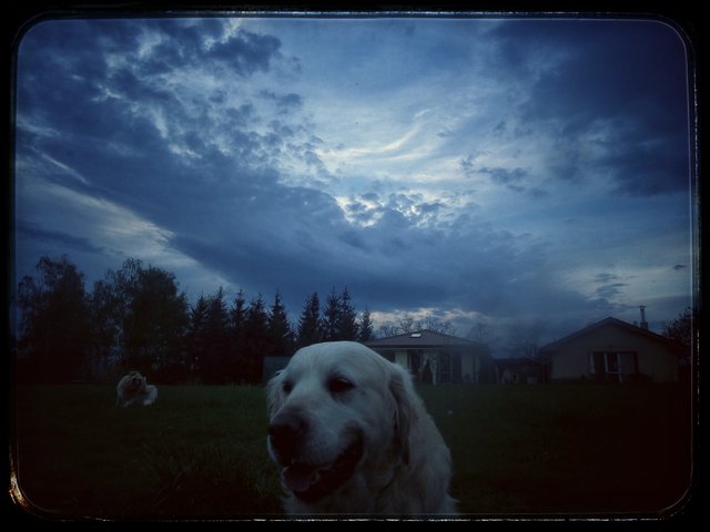 Strašne ľúbim jarné podvečery! ^^ #doggydoggydog