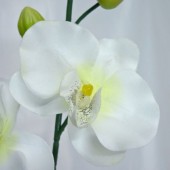 Whiteorchid