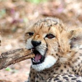 cheetahcub fotka