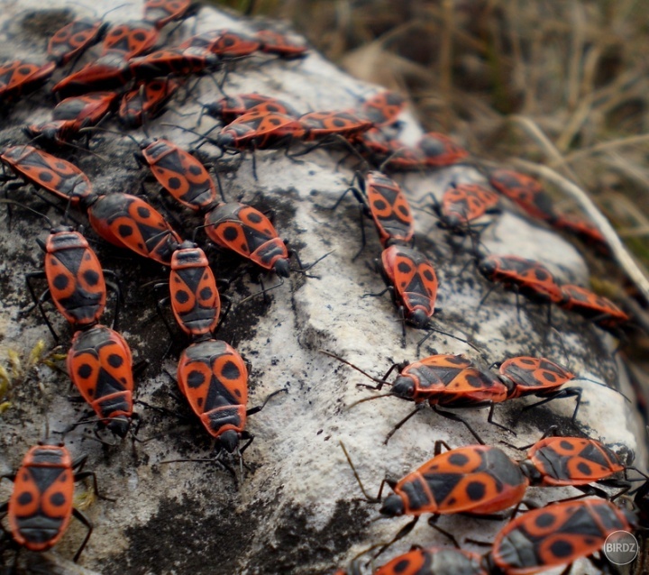 Pyrrhocoris apterus - cifruša bezkrídla