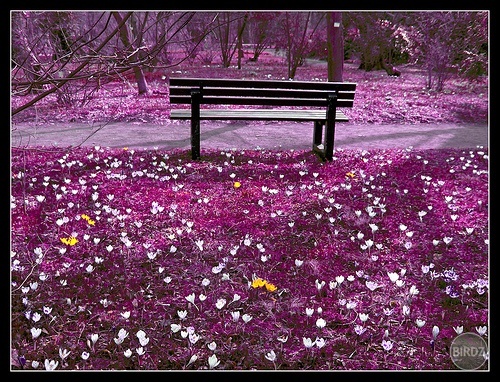 Lonely bench...