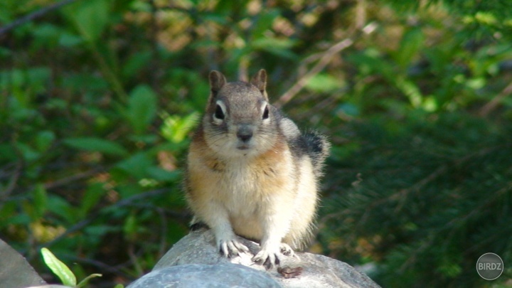 chipmunk :)