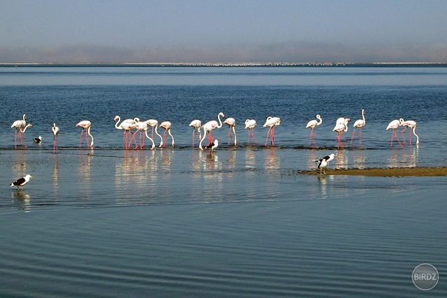 WALVIS BAY - filmár a fotograf Miro Pokorný Vás pozýva na Foto Safari do najfotogenickejšej krajiny sveta - viac info na: http://www.offroadtours.sk/fotosafari.html (Foto: Miloš Bubán Namíbia/2004)