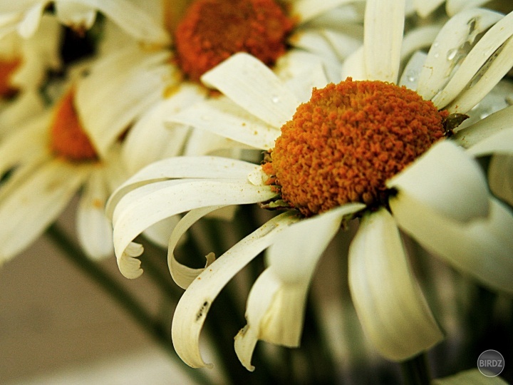 daisies :)