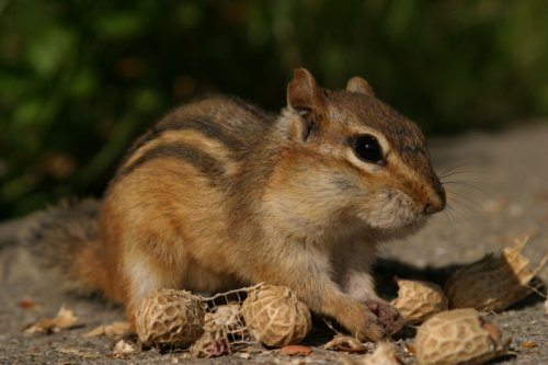 Taq toto je chipmunk (zuatučký nje?)