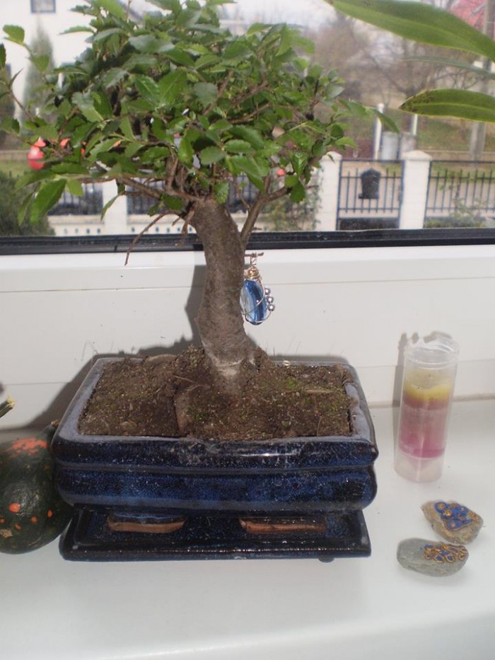 môj bonsai :))