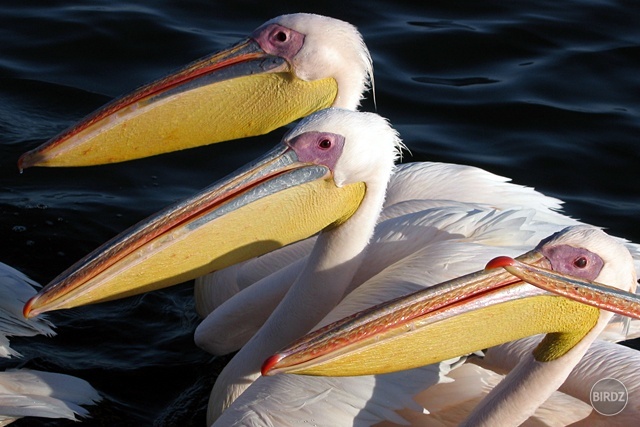 WALVIS BAY - filmár a fotograf Miro Pokorný Vás pozýva na Foto Safari do najfotogenickejšej krajiny sveta - viac info na: http://www.offroadtours.sk/fotosafari.html (Foto: Miloš Bubán Namíbia/2004)