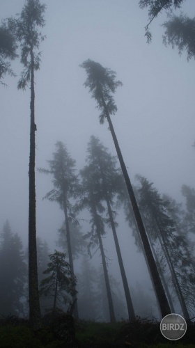 DARK FOREST!
Fotila som ked práve cez nás šla velka kopa oblakov ...wow ....