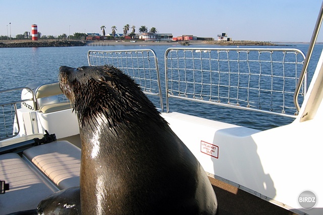 WALVIS BAY - filmár a fotograf Miro Pokorný Vás pozýva na Foto Safari do najfotogenickejšej krajiny sveta - viac info na: http://www.offroadtours.sk/fotosafari.html (Foto: Miloš Bubán Namíbia/2004)