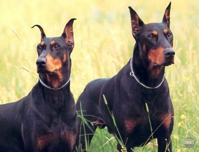 Doberman Pinscher - toto je môj vysnívaný psík! Takého raz budem mať :)