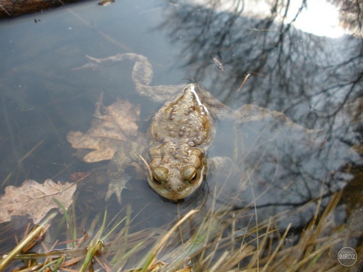 Ropucha bradavičnatá (Bufo bufo) - samček