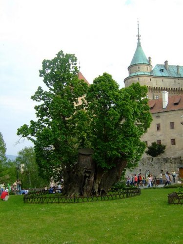 lipa krala mateja pred bojnickym zamkom