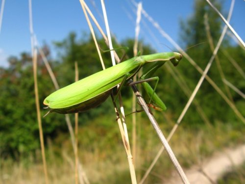 <i>medzi nebom a zemou</i>