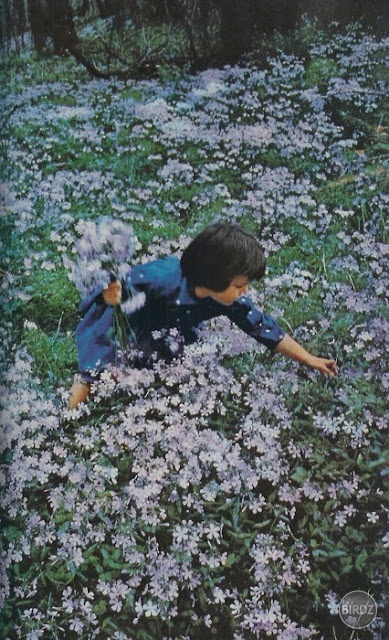 A girl in a field of meadow phlox, Washington, D.C., 1960