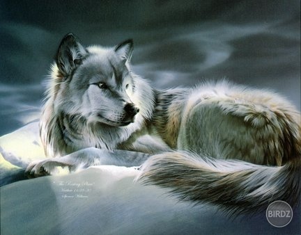 Grey wolf