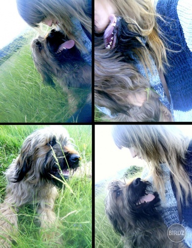 Trinity the briard :P