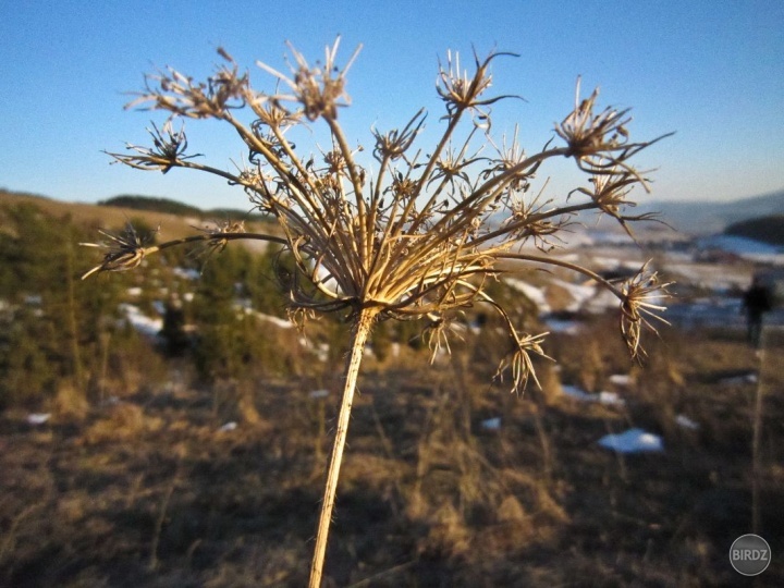 Snow Flower