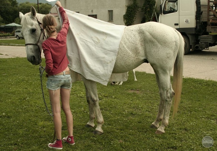 natural horsemanship - práca zo zeme