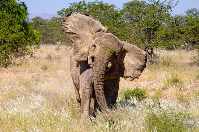 DAMARALAND - filmár a fotograf Miro Pokorný Vás pozýva na Foto Safari do najfotogenickejšej krajiny sveta - viac info na: http://www.offroadtours.sk/fotosafari.html (Foto: Julo Nagy Namíbia/2008)