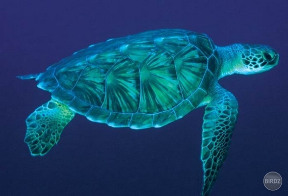 Sea turtle