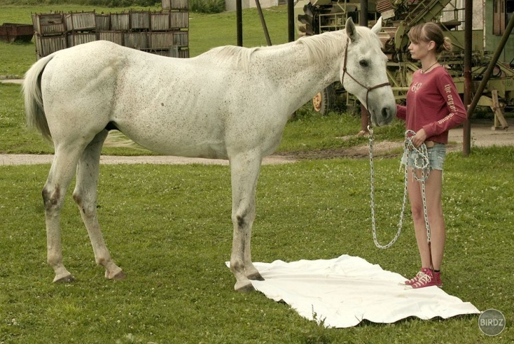 natural horsemanship - práca zo zeme