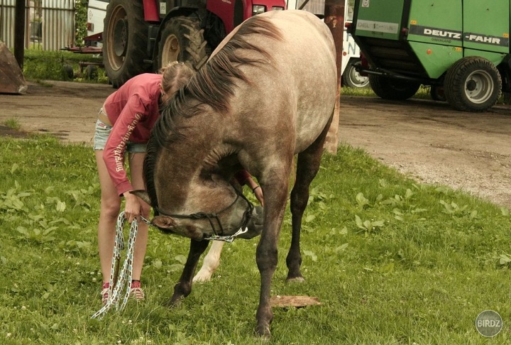 natural horsemanship - práca zo zeme. nacvičovanie poklony :P