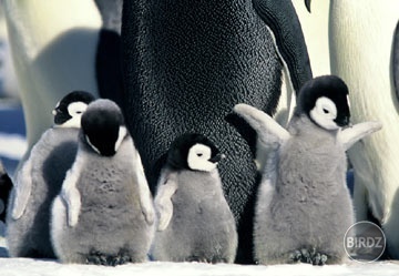 March of the penguins...milujem ich! (: