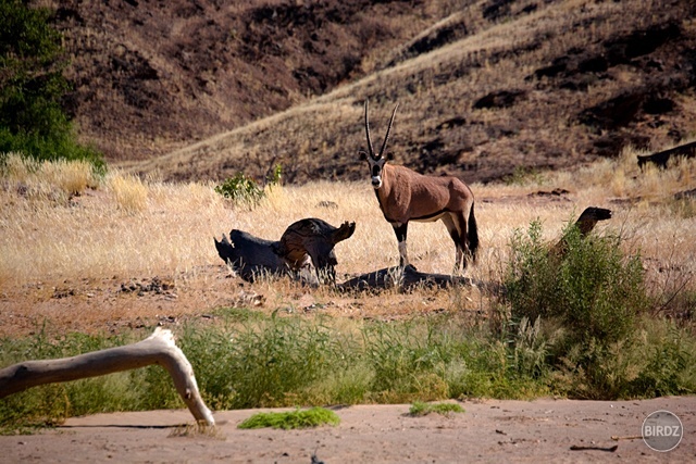 HOANIB RIVIER - filmár a fotograf Miro Pokorný Vás pozýva na Foto Safari do najfotogenickejšej krajiny sveta - viac info na: http://www.offroadtours.sk/fotosafari.html (Foto: Julo Nagy Namíbia/2008)