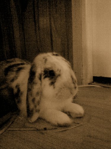 toto je moj zajko