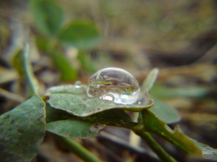 the  World  in a raindrop.....