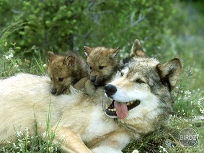 Grey wolf with pupps