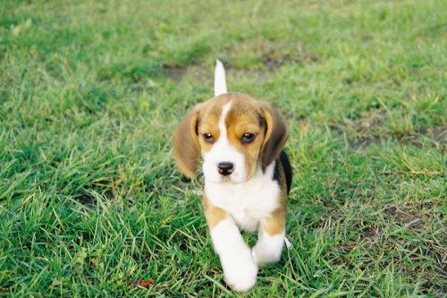 Beagle