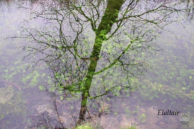 water tree ...nehmatateľný obraz do rieky spadol...nič, len tieň...