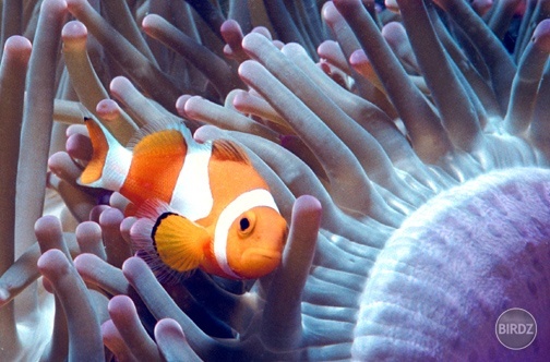 Occelaris clownfish