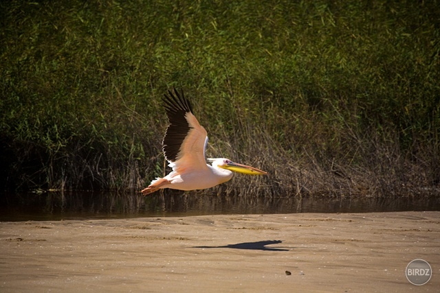 SANDWICH HARBOUR - filmár a fotograf Miro Pokorný Vás pozýva na Foto Safari do najfotogenickejšej krajiny sveta - viac info na: http://www.offroadtours.sk/fotosafari.html (Foto: Julo Nagy Namíbia/2008)