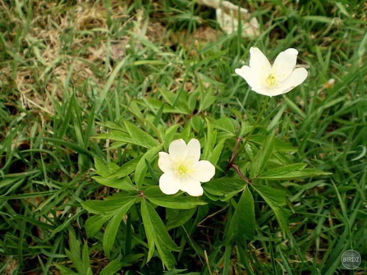 veternica hájna