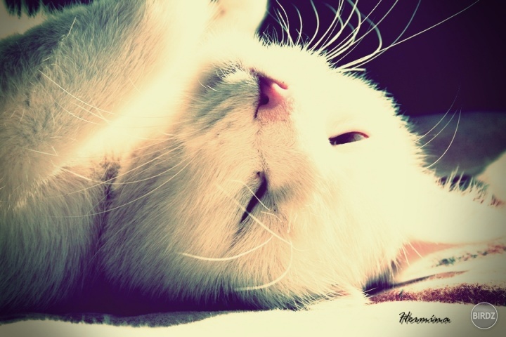 my beloved cat <3