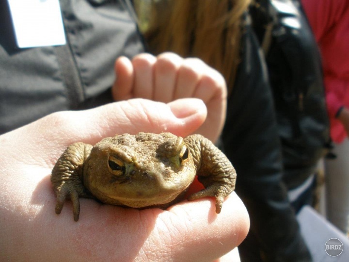 Domáci miláčik Bufo bufo