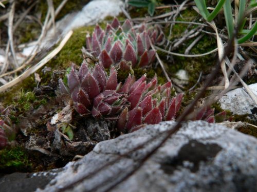 Skalná Ruža (Zádielska Dolina, Slovensko 2007)