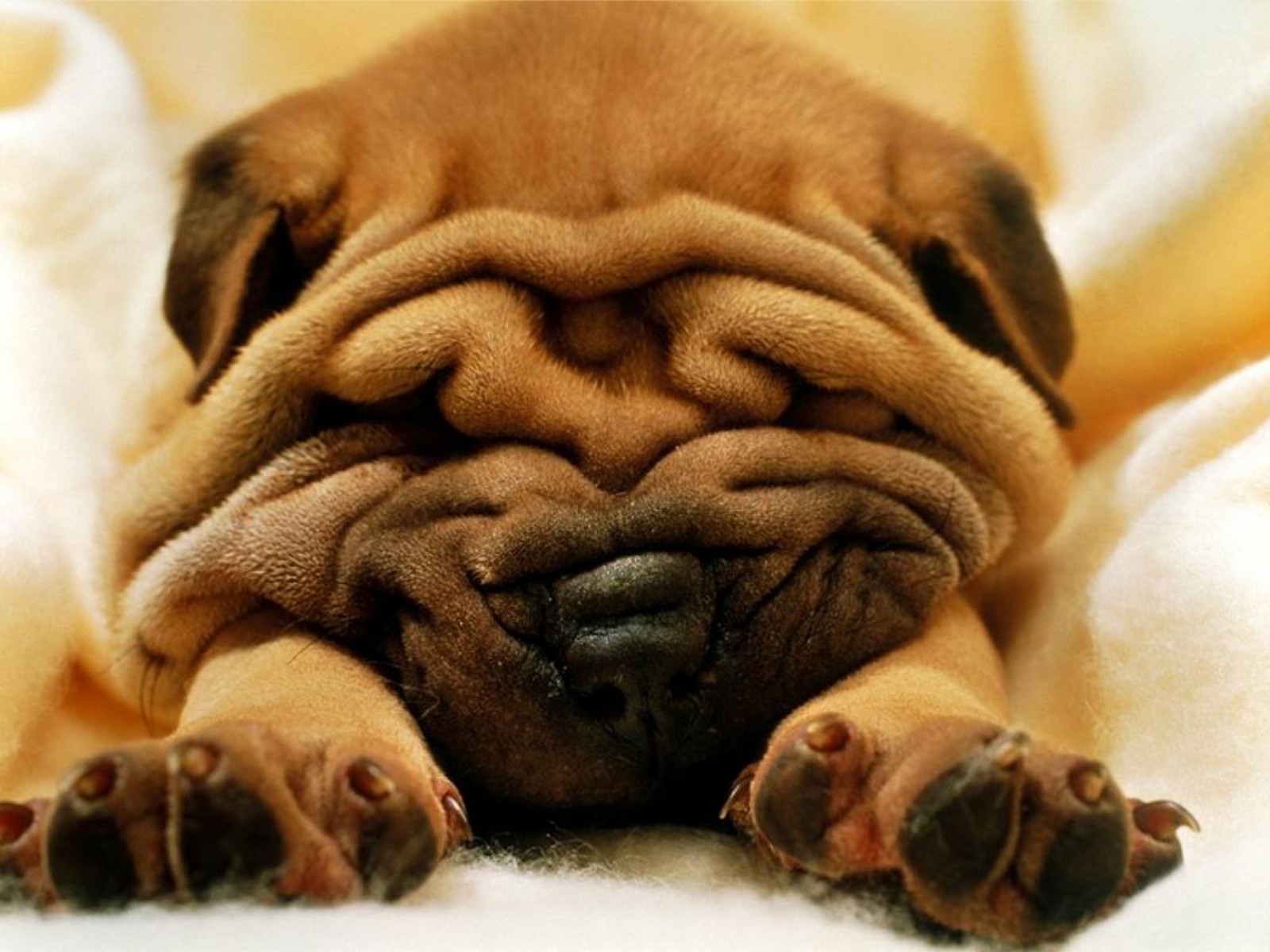 shar-pei..kraaasny