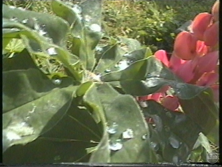 Keď prší na záhradke májový dáždik nemusíš polievať
priesady zeleniny