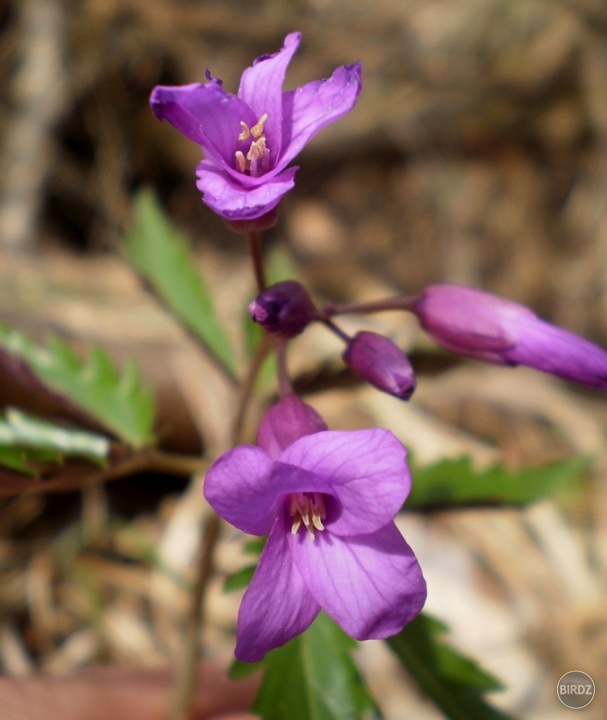 zubačka žliazkatá (Dentaria glandulosa)