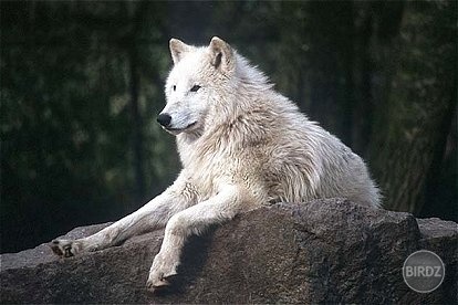 ..canis lupus albus..